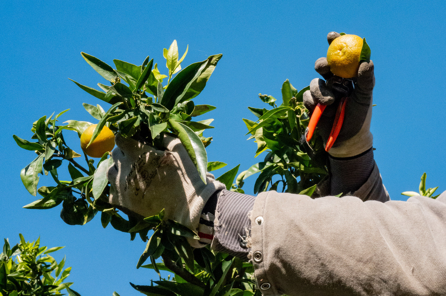 Kombucha clémentine Bio - 33cl (x12)