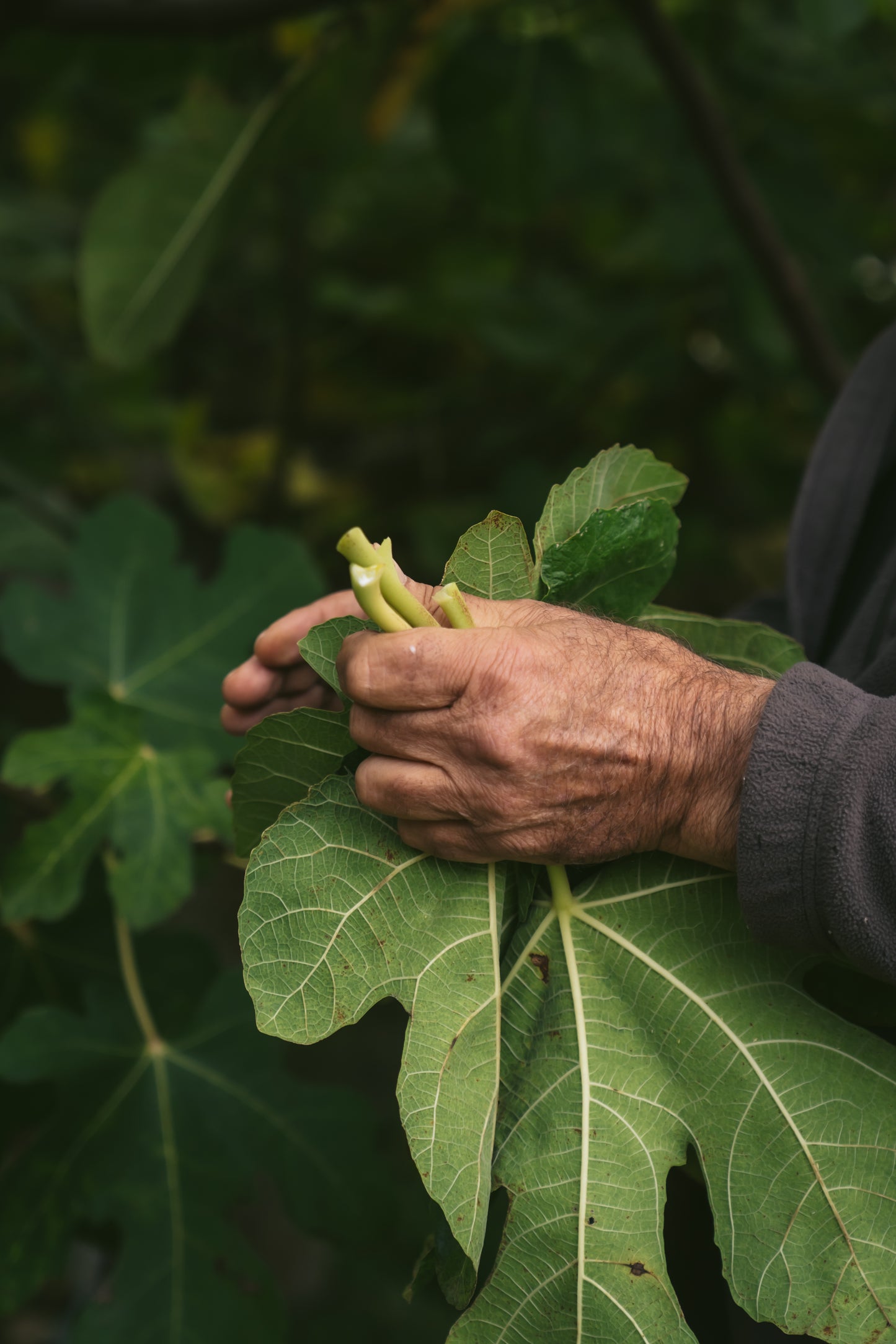 Kombucha Figuier Bio -33cl (x12)